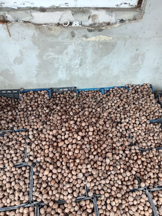 De vânzare nuci în coajă