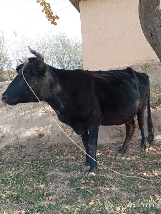 Sigir sotiladi sogʻlom ishonchli yeb ichishi zoʻr

Bolasi 6 oylik gʻoʻ