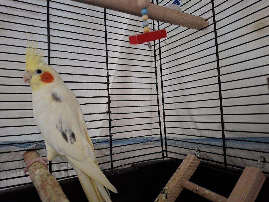 Млада двойка корели