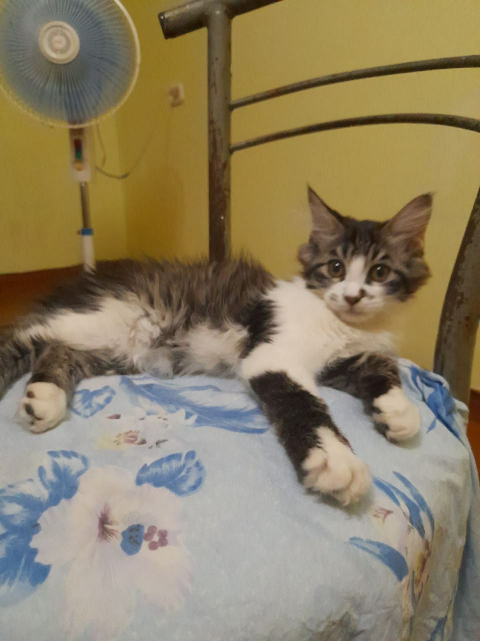 Котята в добрые руки.3 месяца.