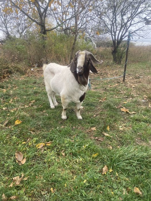 Vand tap boer cu origine import