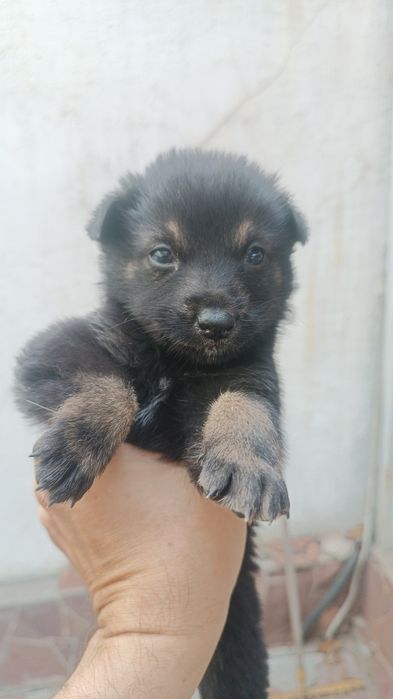 Отдам бесплатно щенков.