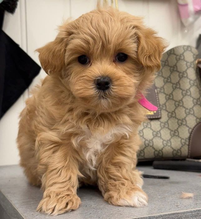 Maltipoo poodle pudel mini toy