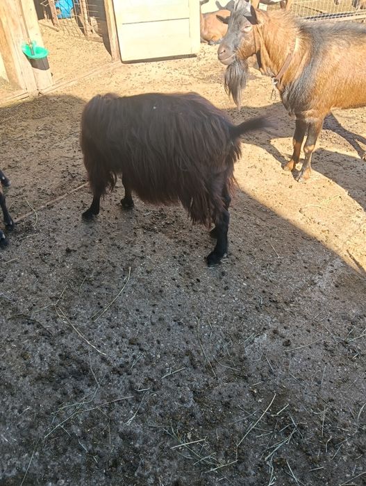 Capră mare frumoasa
