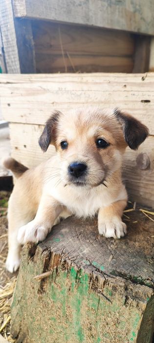 Donez 5 cățeluși adorabili – Județul Argeș 

Caut familii iubitoare