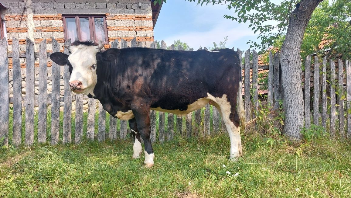 Vând junincă/vița în vârstă de 8 luni - Sănătoasă și Activa