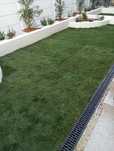 Gazon rulou  plante ornamentale