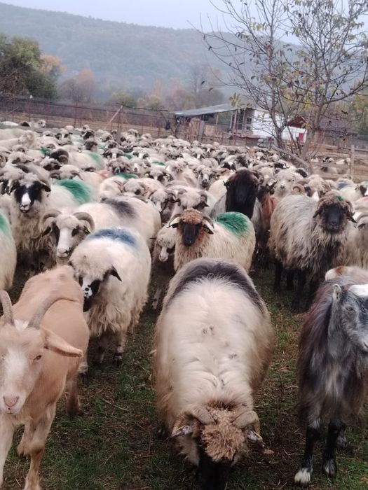 Vind 30 de oi tinere 570 lei