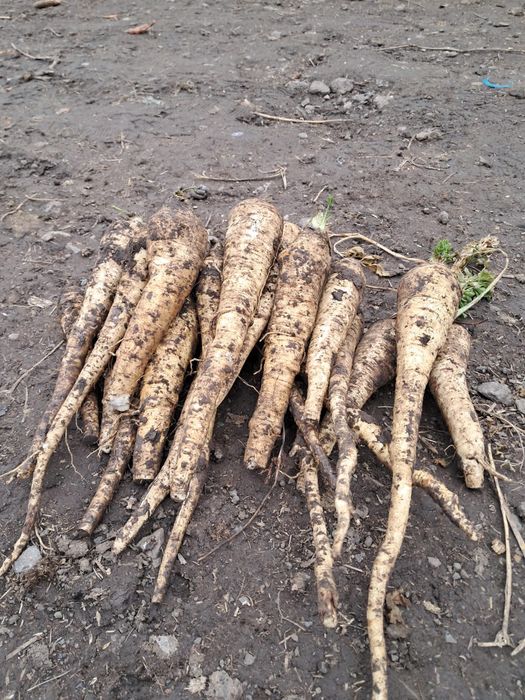 Vând păstârnac și pătrunjel,morcov în cantități mari și mici