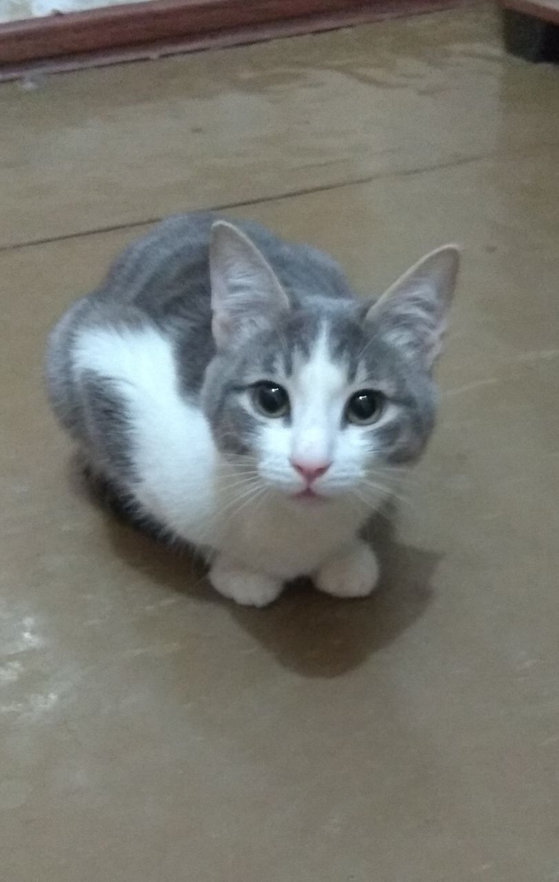 Котята подростки ищут хозяев
