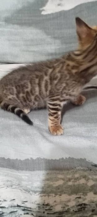 Бенгальские чистокровные котята.