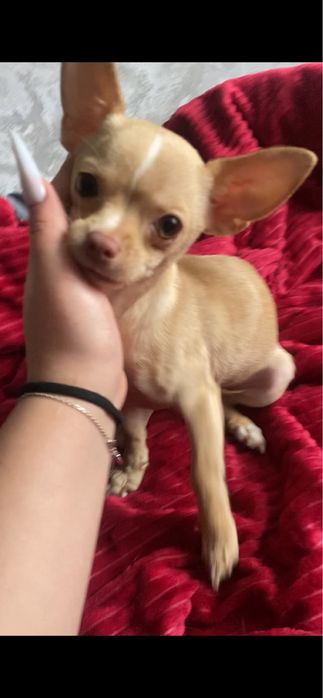 Чихуахуа девочка