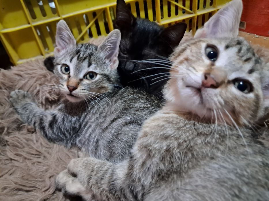 Dau spre adopție pisicuțe