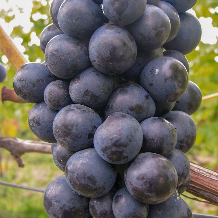 Vita de Vie (Soiuri De Masa Negru )