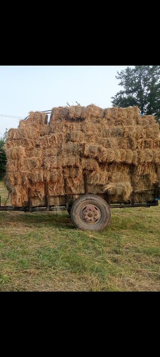 Baloți de fân furajeri.