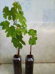 Узум кучатлари ссженцы винограда