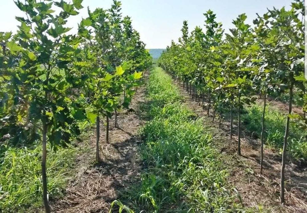 Vand mesteacan-tei de floare-platan diferite marimi