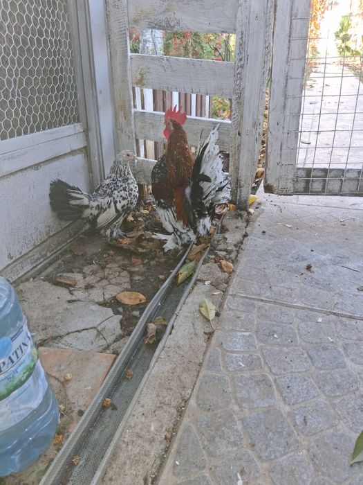 Gaini de rasa, cocosi albi, gaini de tara, oua