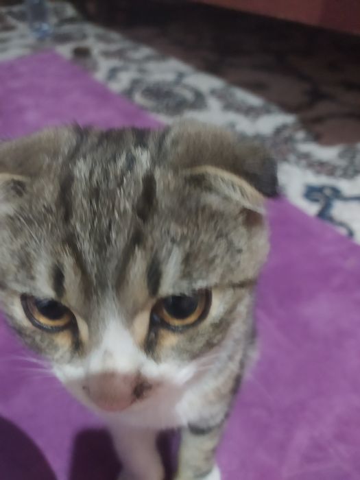 Skotsh fold erkak 3 oyli zoti toza