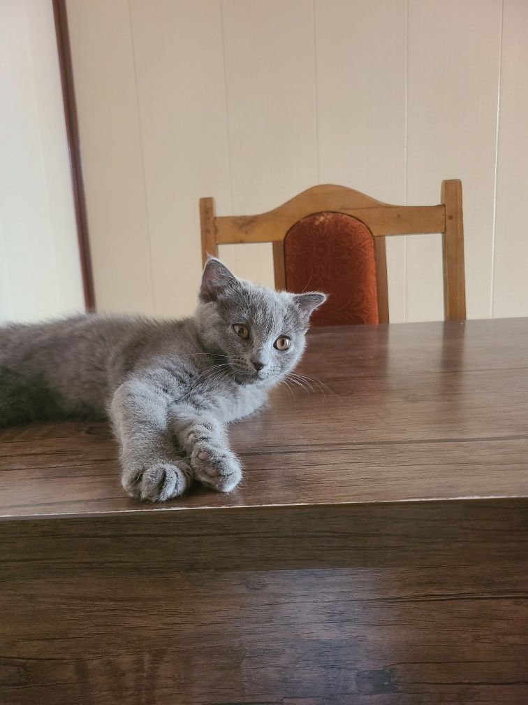 Скоттиш Страйт, Scottish Strayt
