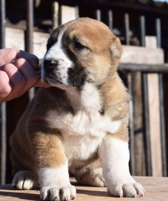 Щенок алабай туркменский супер гигант