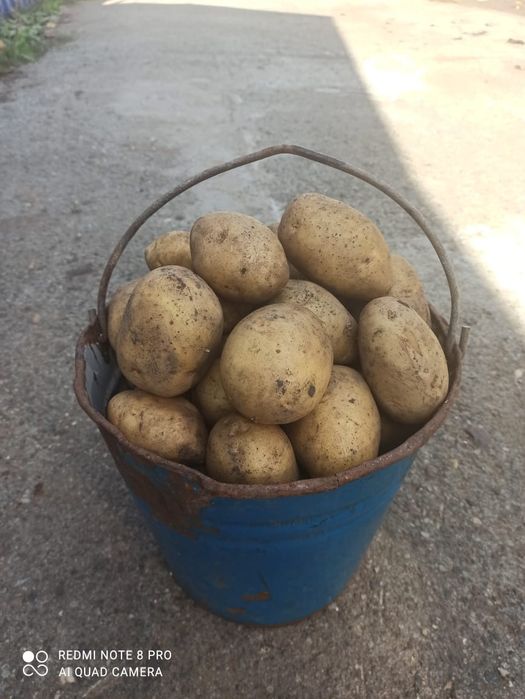 Продам едовую картошку.