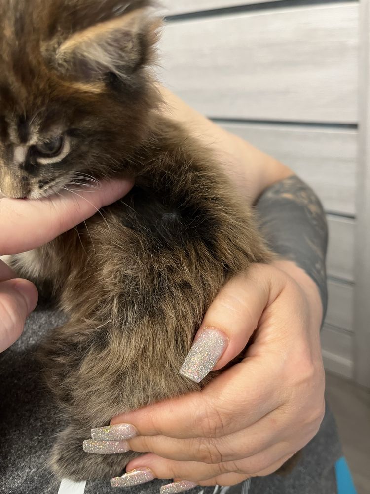 Котенок мейн-кун 1,5 месяца