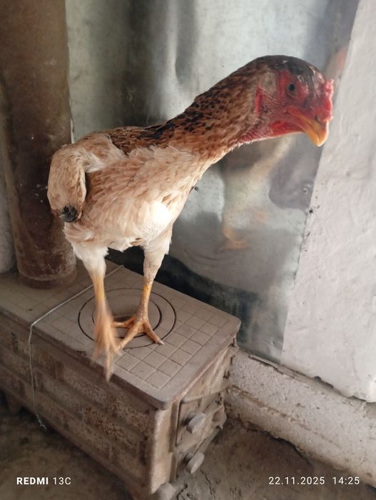 Даканиха колуга бойцовых