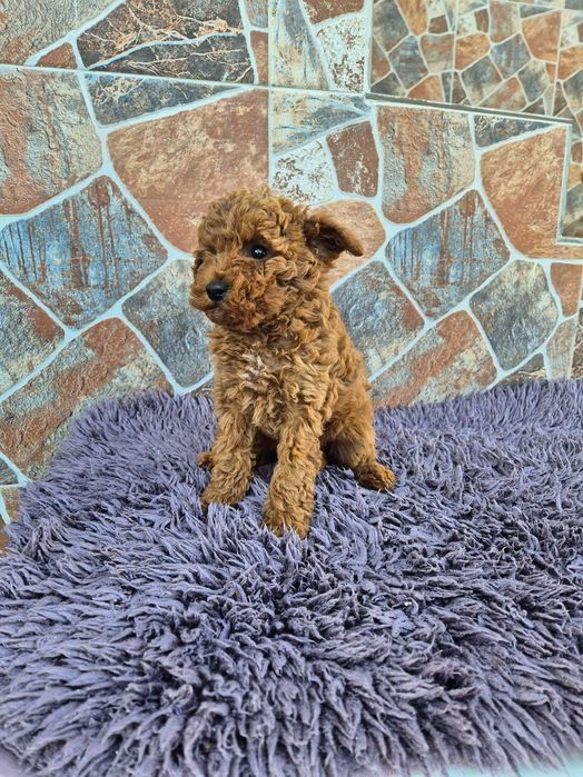 "Мини пуделчета"