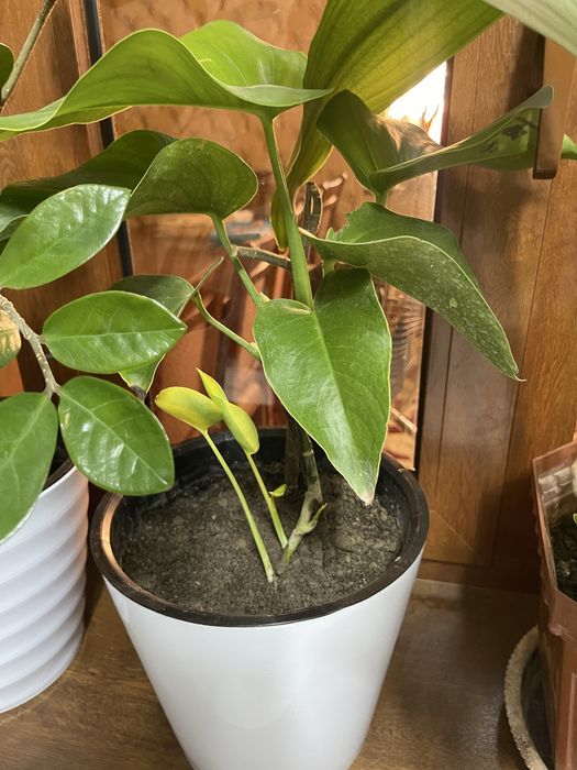 Продаётся цветы.