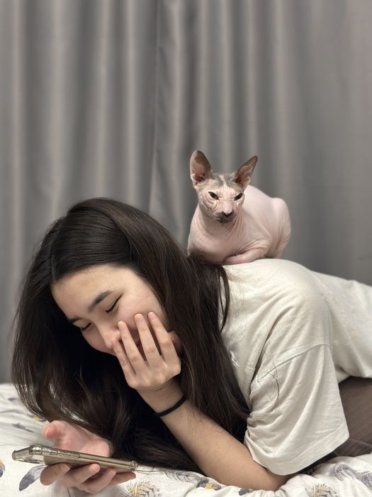 Стерилизованную кошку сфинкс в надежные руки