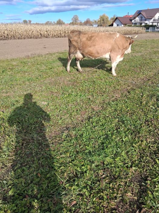 Vacă cu vițel de 3 zile