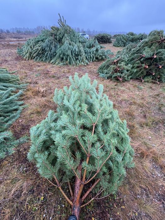 Елка новогодняя сосна оптом