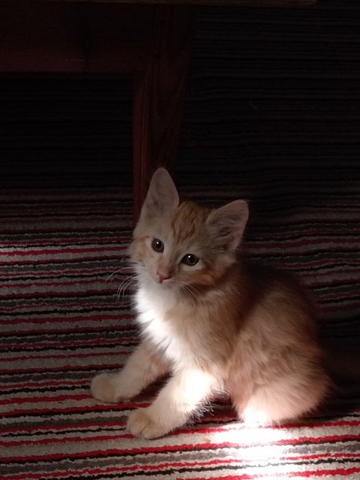 3 oylik mushukchalar mehribon qo‘llarga beriladi.