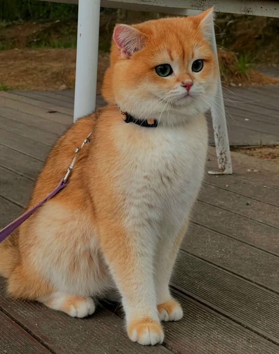 Кот на вязку британский