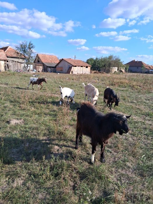 Vând 3 capre și un țap