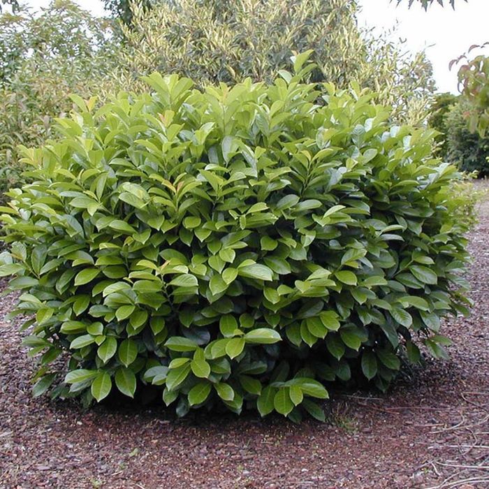 Vând laur englezesc la ghiveci și hortensi la ghiveci  mari