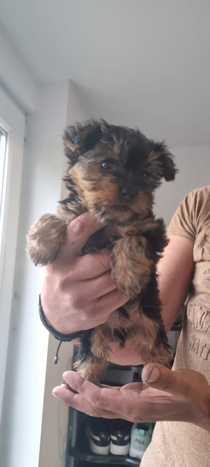 Yorkshire terrier