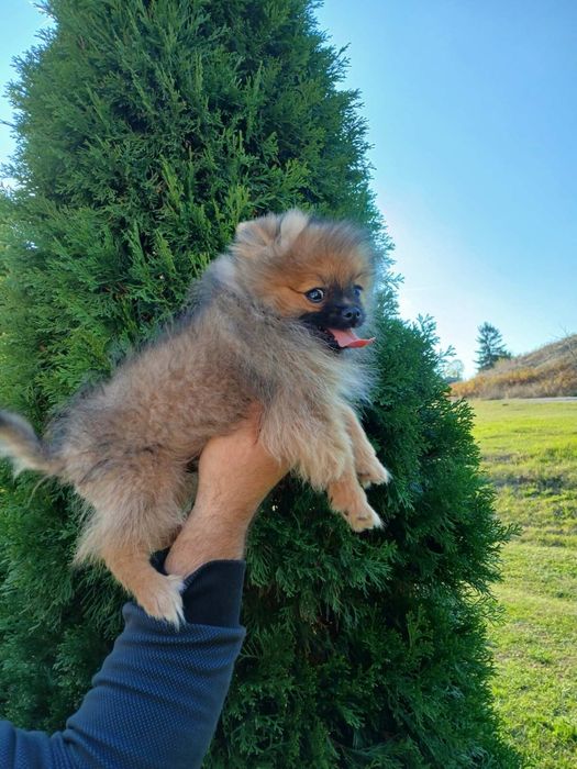 Померан/померанче