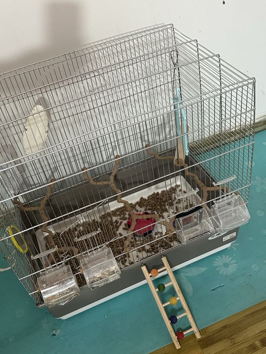 Vand Papagal Nimfa + colivie mare