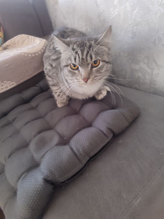 Отдам кота не кастрированного коту 10 месецев очень умный лоток знает