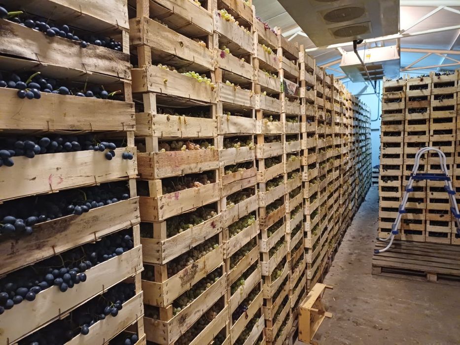 Producator vand struguri de masa