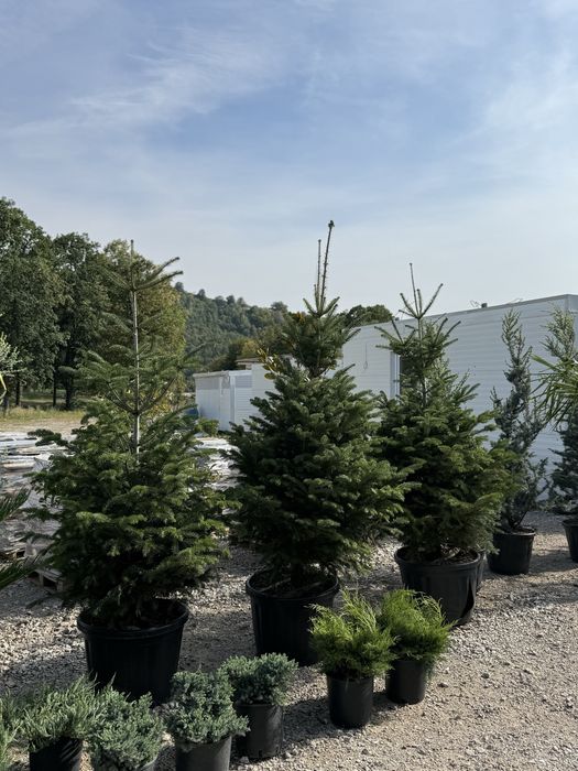 Vand plante ornamentale calitate extra