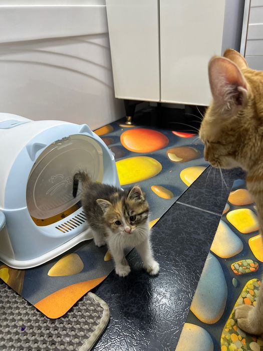 Котята маленькие домашние