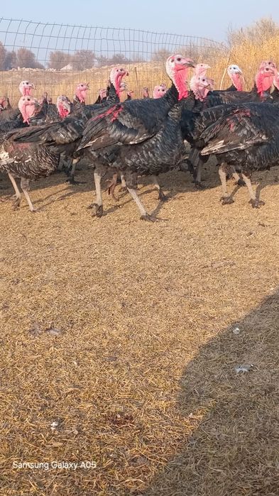 Үндіктер қораз мекендер