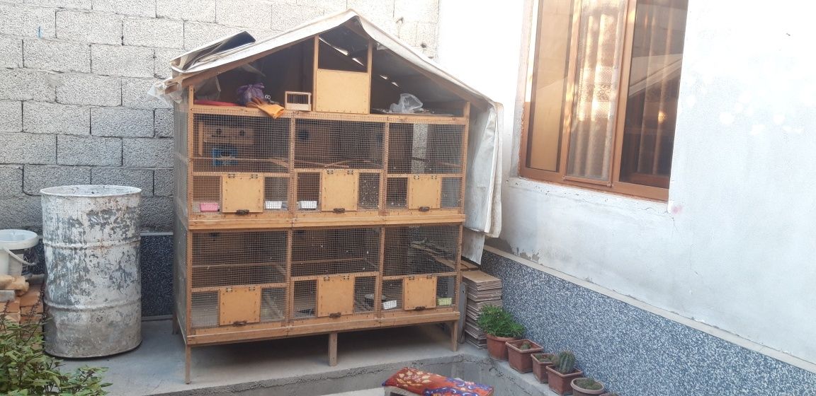 Katak sotiladi 6 xonali