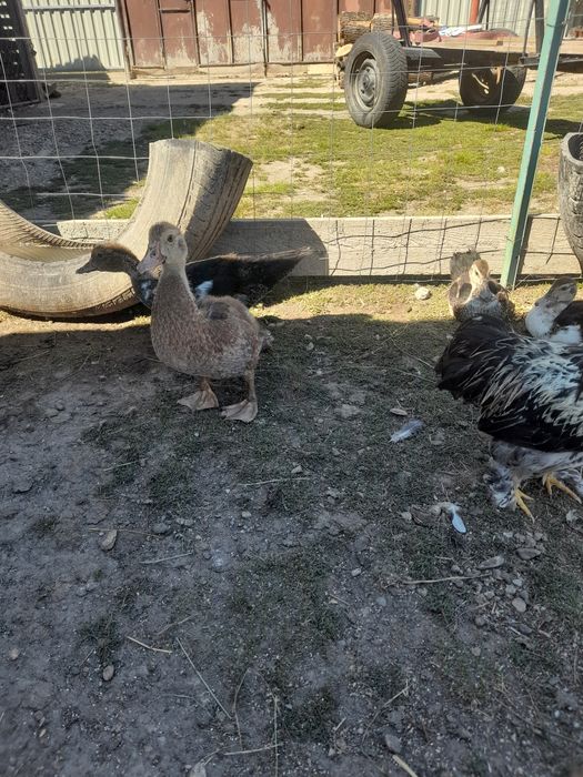 Vând bobocii de rațe leșești