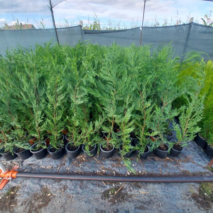 Leylandii / Gard viu 80-100 cm crescuti in Romania la ghiveci