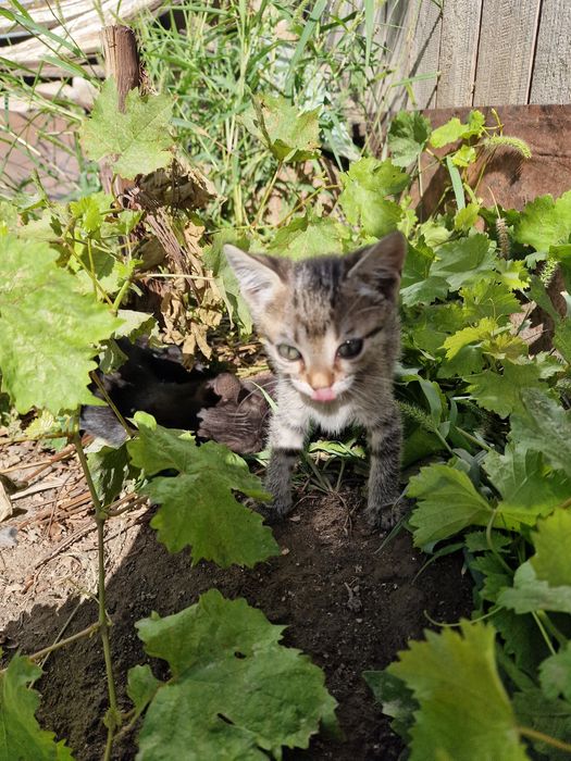 Pui de pisica pentru adopție