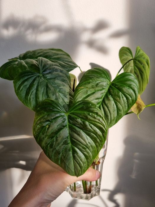 Philodendron butasi